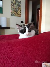 Micetta a pelo lungo