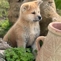 Akita inu