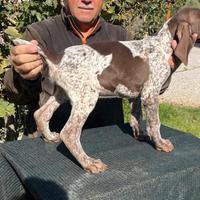 Cuccioli bracco tedesco kurzhaar