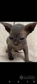 Sphynx cucciolo pedigree