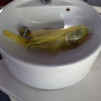 lavabo tondo con miscelatore compreso.