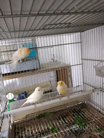 Tre Canarini mosaico giallo