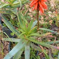 Piante di aloe arborescens vesuviane