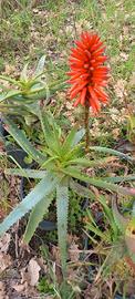 Piante di aloe arborescens vesuviane