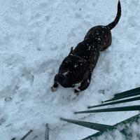 Amstaff femmina adulta