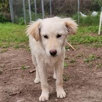 Cooper: 4 mesi taglia medio/contenuta