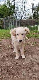 Cooper: 4 mesi taglia medio/contenuta