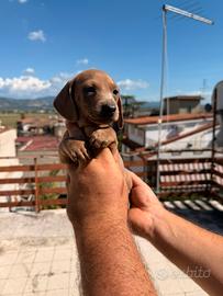 Cucciolo di bassotto