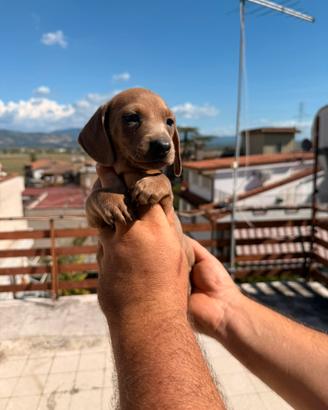 Cucciolo di bassotto