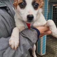 Stella: cucciola taglia piccola
