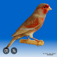 Maschi bruno pastello rosso mosaico