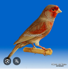 Maschi bruno pastello rosso mosaico