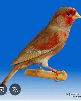 Maschi bruno pastello rosso mosaico