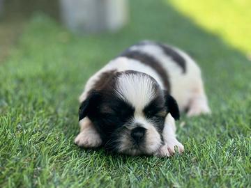 Shih tzu
