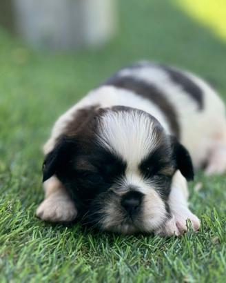 Shih tzu
