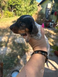 Bassotti piebald