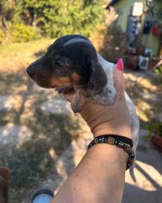 Bassotti piebald