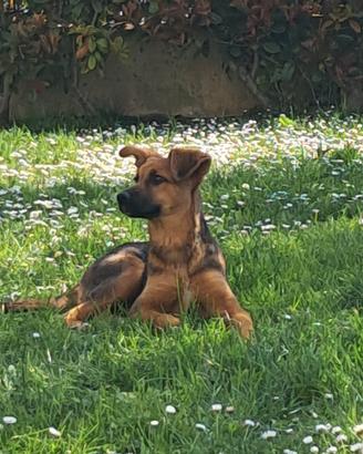 Polly 4 mesi