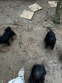 Cani Barboncino x Maltese