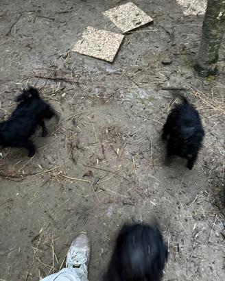 Cani Barboncino x Maltese