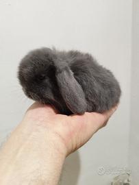 Coniglio nano ariete