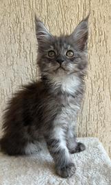 Maine Coon