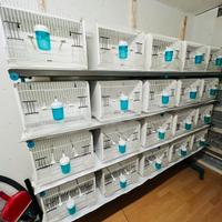 Batteria da 40 gabbie