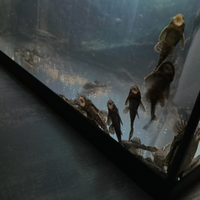 Ancistrus v.endo o s.cambio