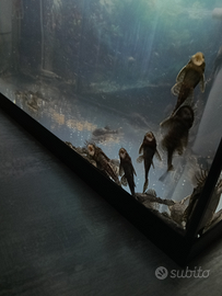 Ancistrus v.endo o s.cambio