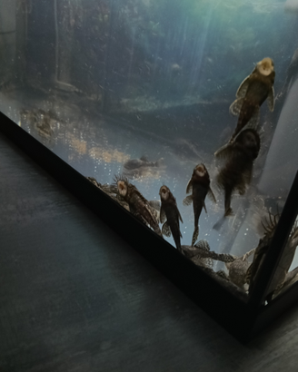 Ancistrus v.endo o s.cambio