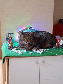 Gatto Europeo tigrato