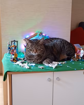 Gatto Europeo tigrato