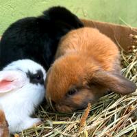 Ariete per minilop conigli coniglietti