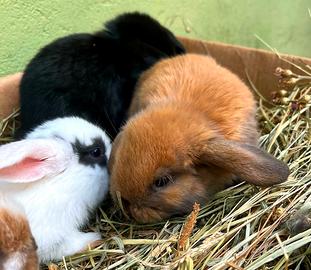 Ariete per minilop conigli coniglietti