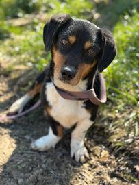 CHAPLIN, super coccolone TG PICCOLA