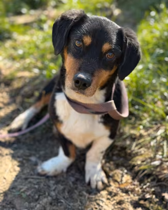 CHAPLIN, super coccolone TG PICCOLA