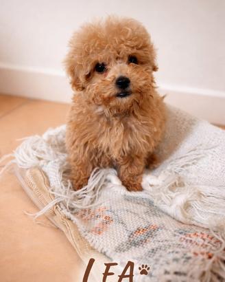 Cucciola Barboncino Toy