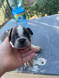 Vendita bulldog francese