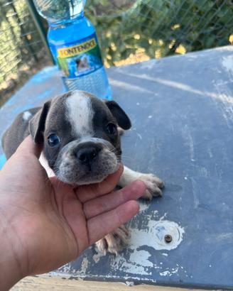 Vendita bulldog francese