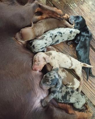 Bassotto tedesco cuccioli