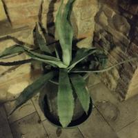 Agave con vaso in foto cm 60