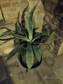 Agave con vaso in foto cm 60