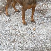 Segugio bavarese femmina pronta caccia a cinghiale