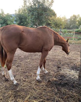 Cavallo