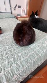 cappello