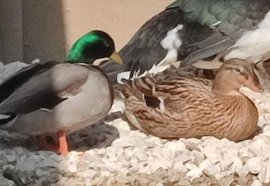 Tris di call duck FOI 2026