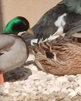 Tris di call duck FOI 2026