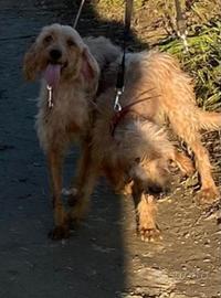 Segugi dell'appennino