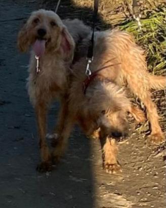 Segugi dell'appennino