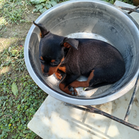 Pinscher nani